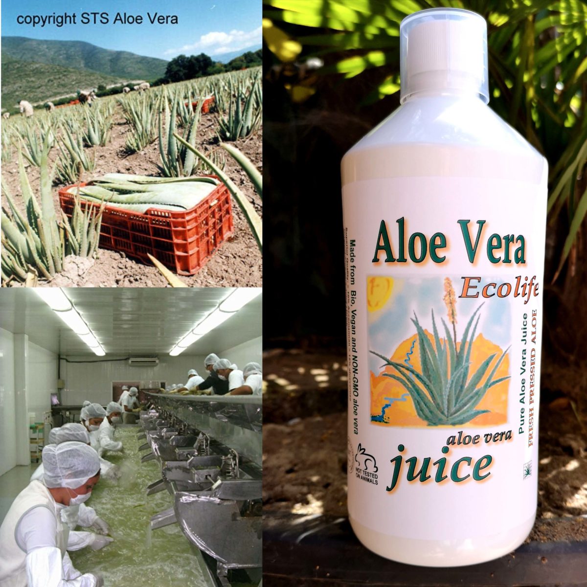 ecolife aloe vera juice