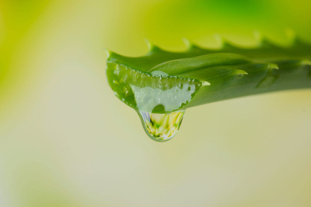 gelei van de aloe vera plant. Als drank en voor uw huid en lichaam