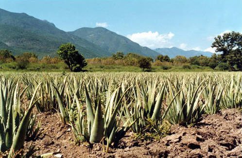 aloe vera biologische plantage voor Ecolife aloë vera