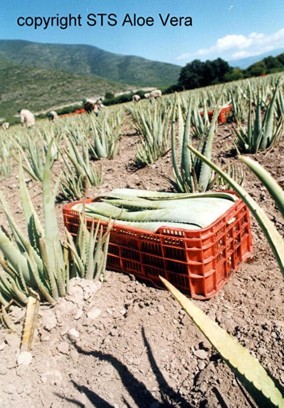 aloe vera bio product