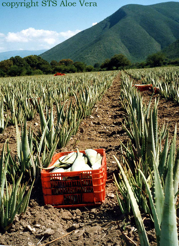 bio aloe vera plantage voor Ecolife aloë vera