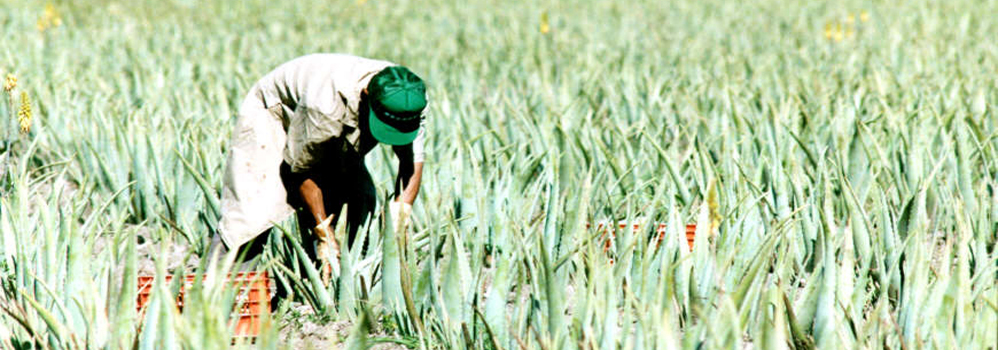 aloe vera oogst van biologische velden voor Ecolife