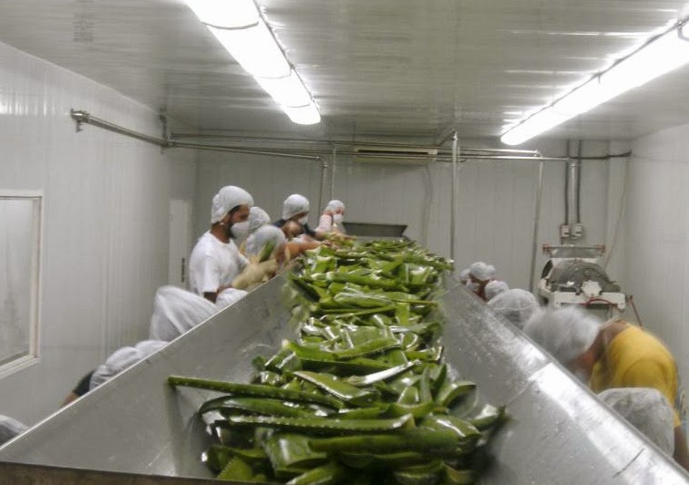 aloë blad schillen met hand. Verschil in aloe vera.